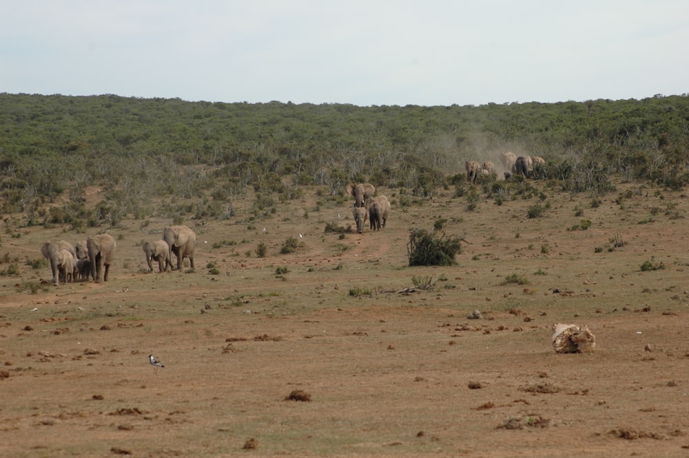 a herd of elephants walking across a dry grass field