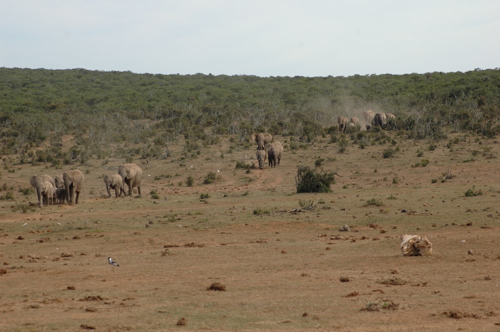 Eine Elefantenherde läuft über ein trockenes Grasfeld