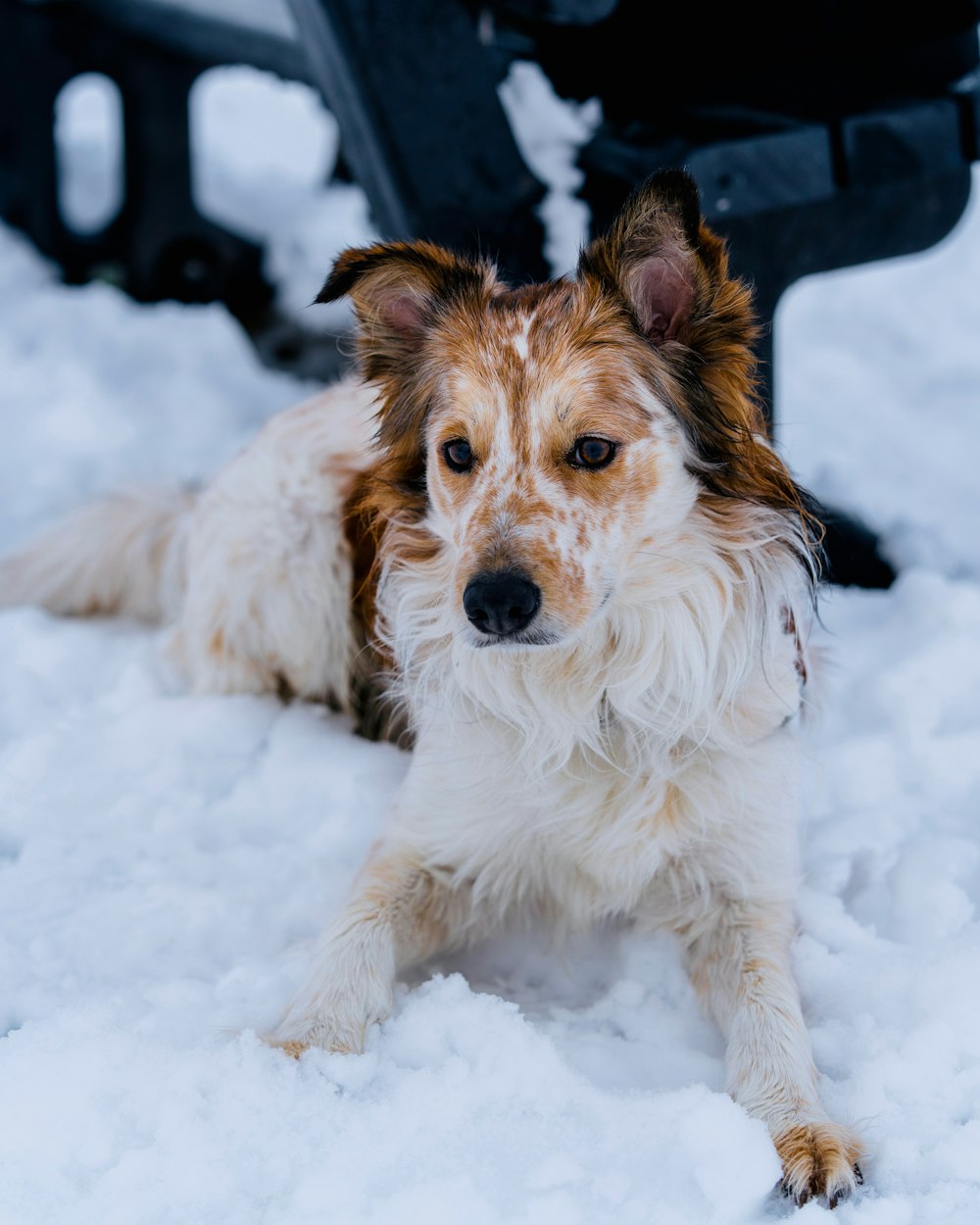 a brown and white dog laying in the snow