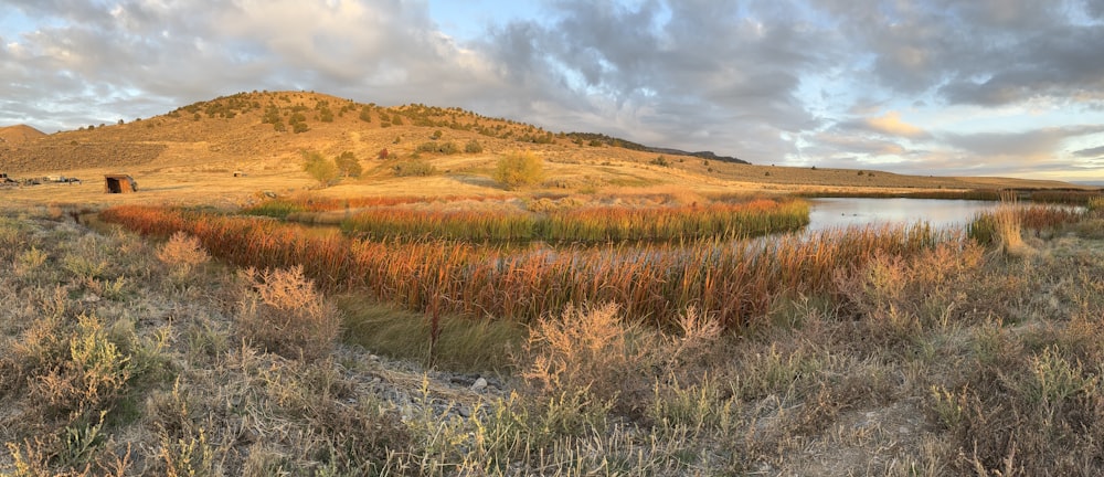 a field with a lake and a mountain in the background