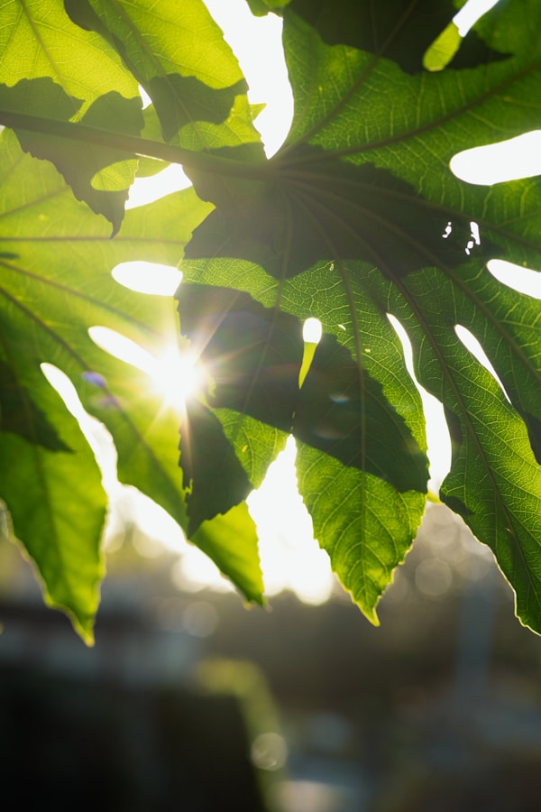 Sunlight through olive leaves