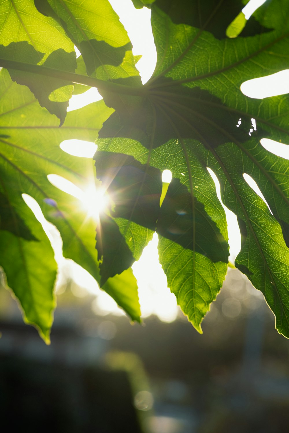 the sun shining through the leaves of a tree