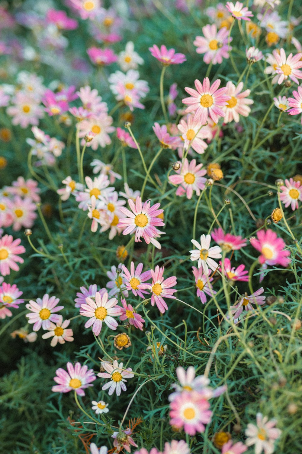 a bunch of pink and white daisies in a field