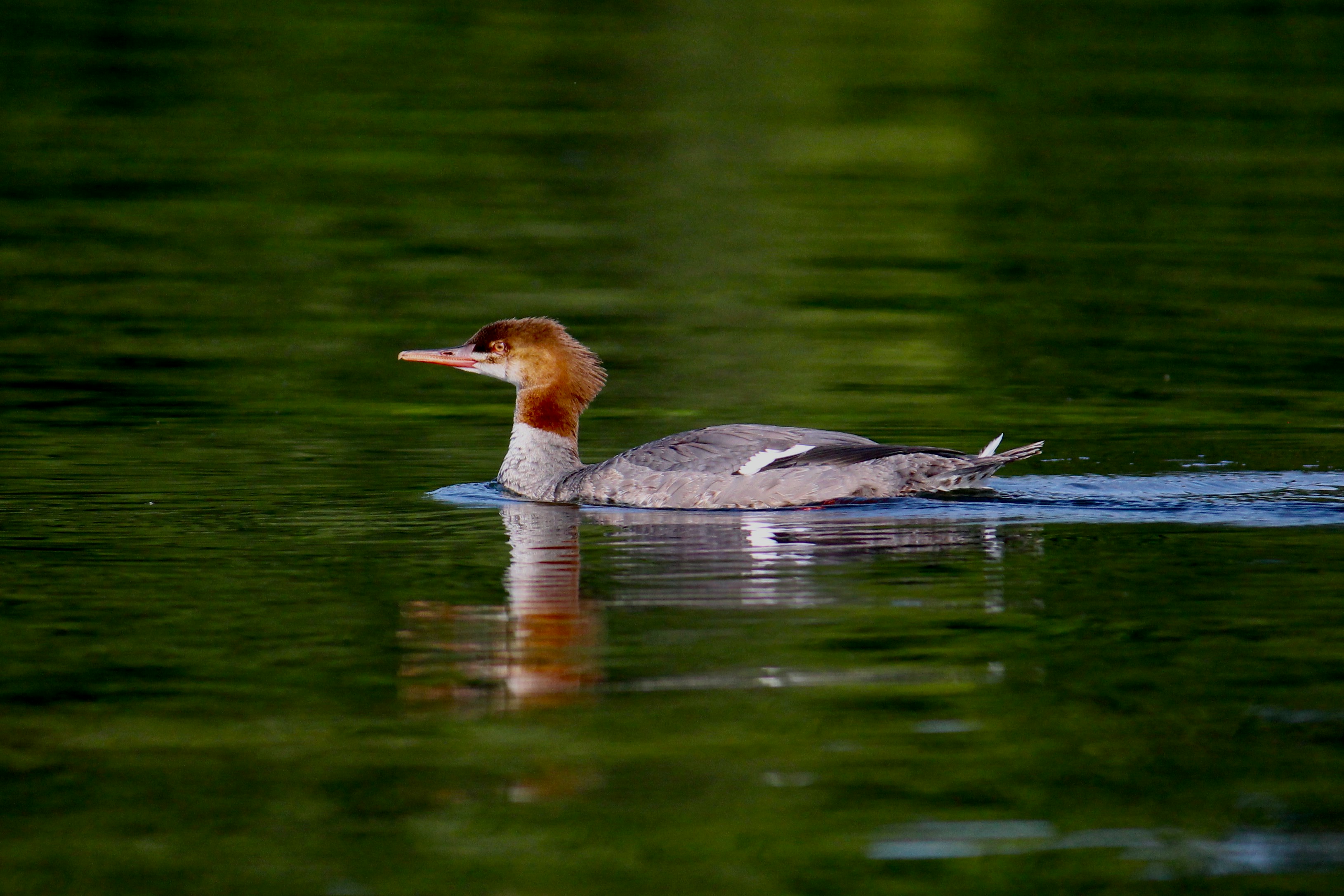 Photo by cecilemousist