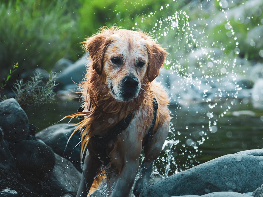 a wet dog running through a stream of water