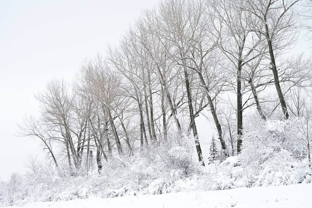 雪に覆われた丘の中腹に木々と地面に雪が積もっています