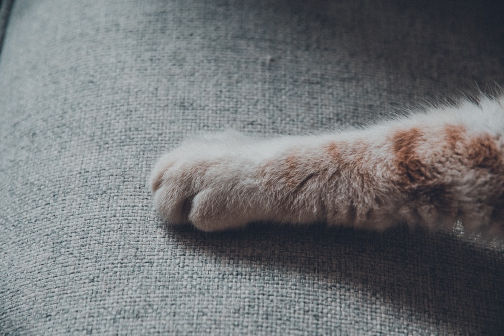 a cat that is laying down on a couch