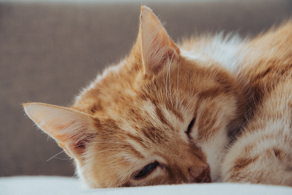 a close up of a cat sleeping on a couch