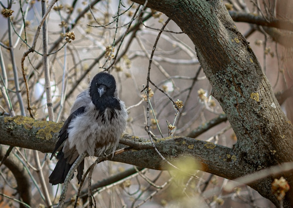 un pájaro blanco y negro sentado en la rama de un árbol