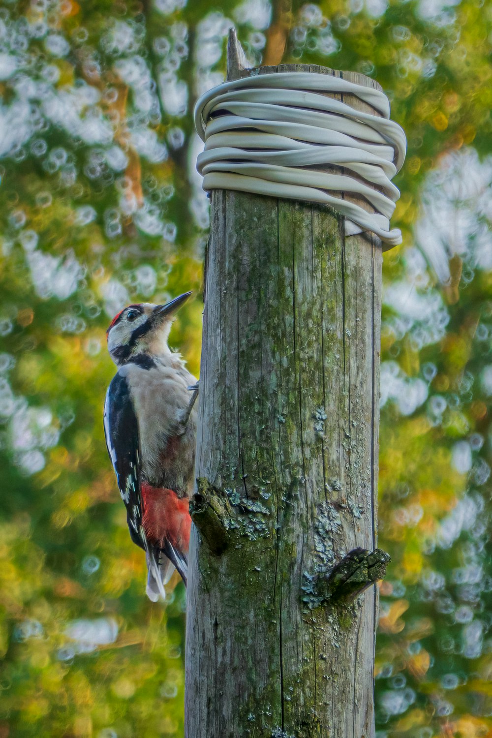 um pássaro empoleirado em cima de um poste de madeira