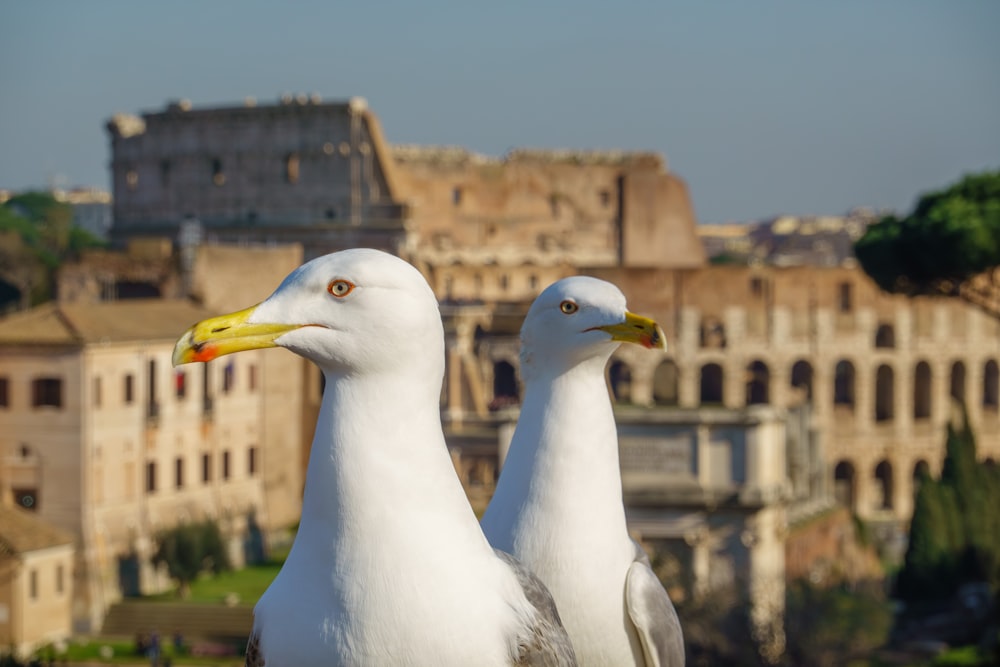 two seagulls are standing in front of a building