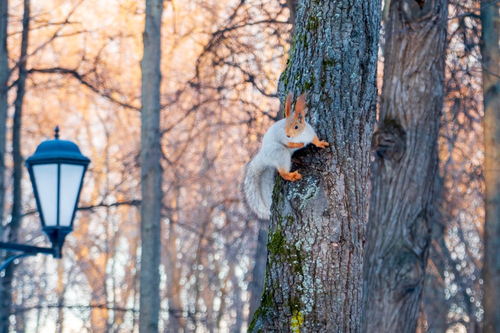 a squirrel is climbing up a tree in the woods