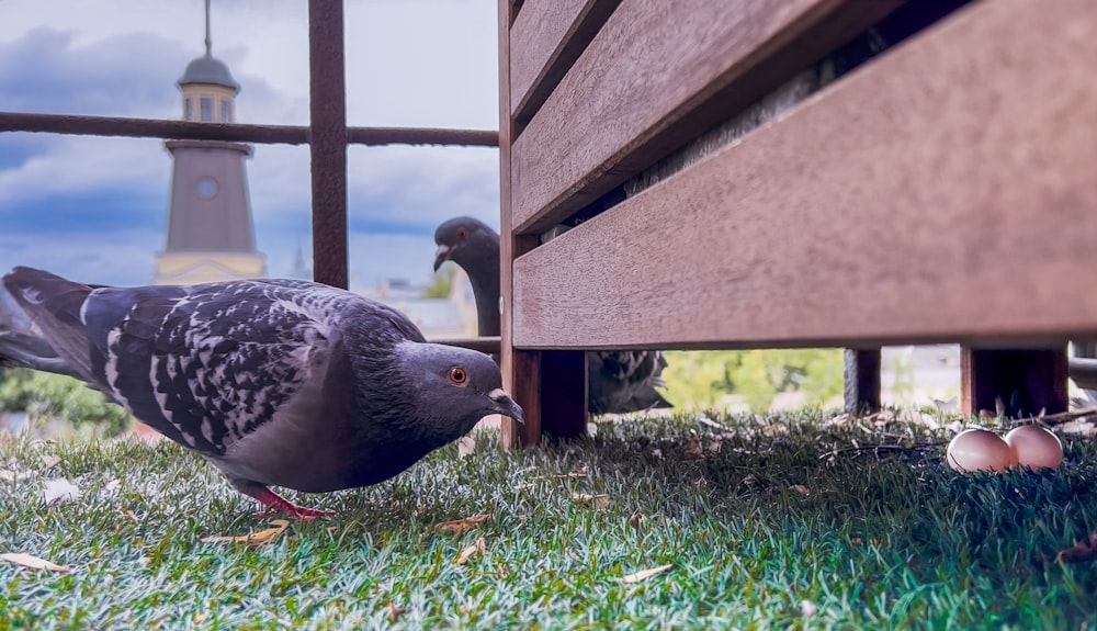 a pigeon standing next to a wooden fence