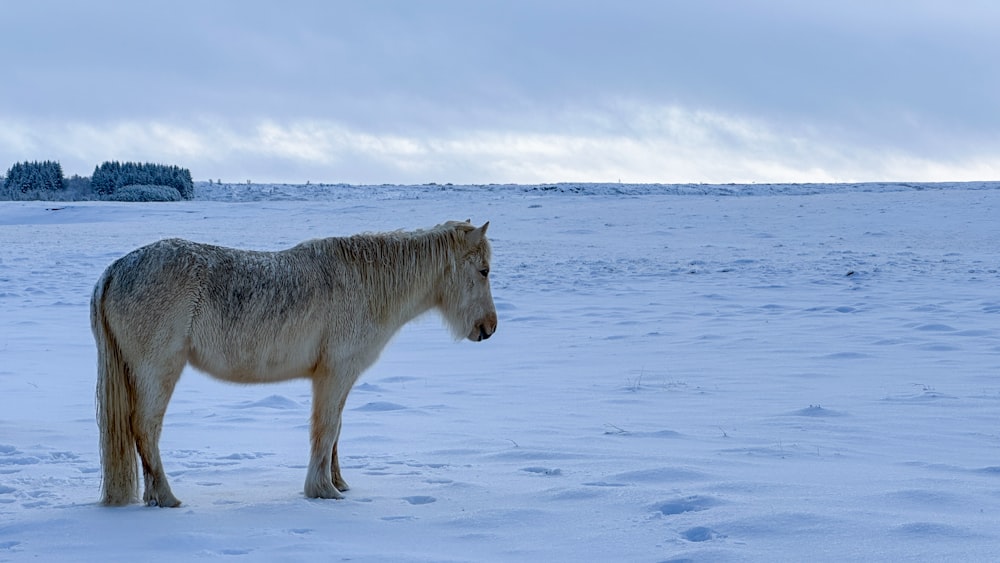 un caballo parado en medio de un campo cubierto de nieve