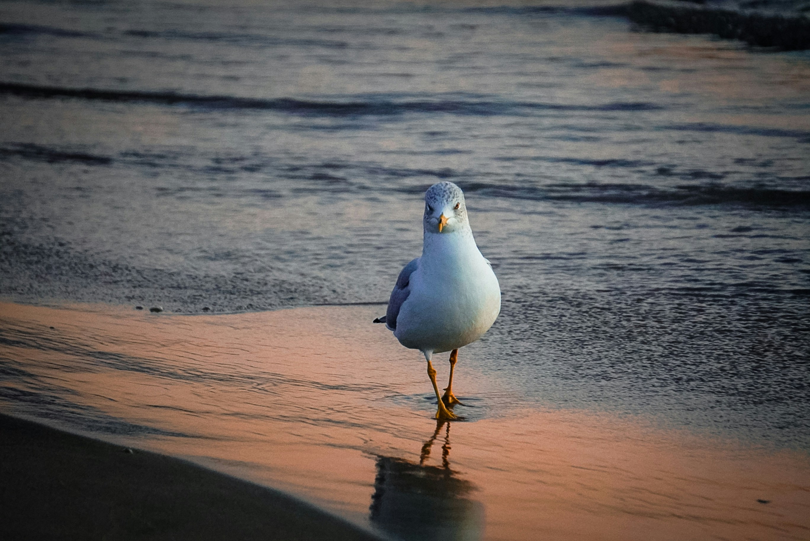 Photo by meri_vasilevski