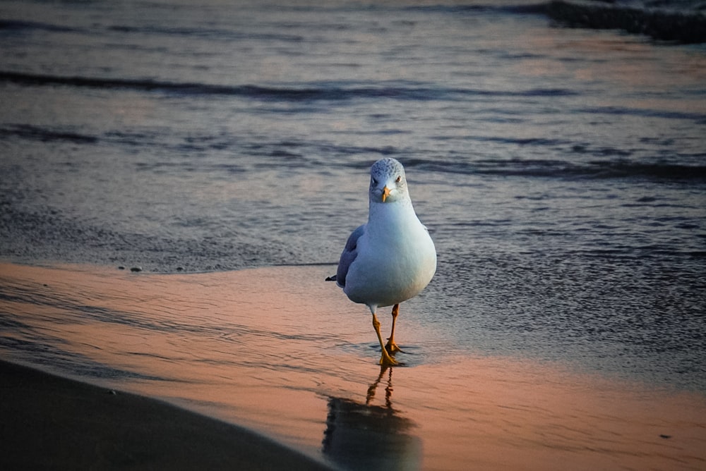 a seagull standing on the beach at sunset