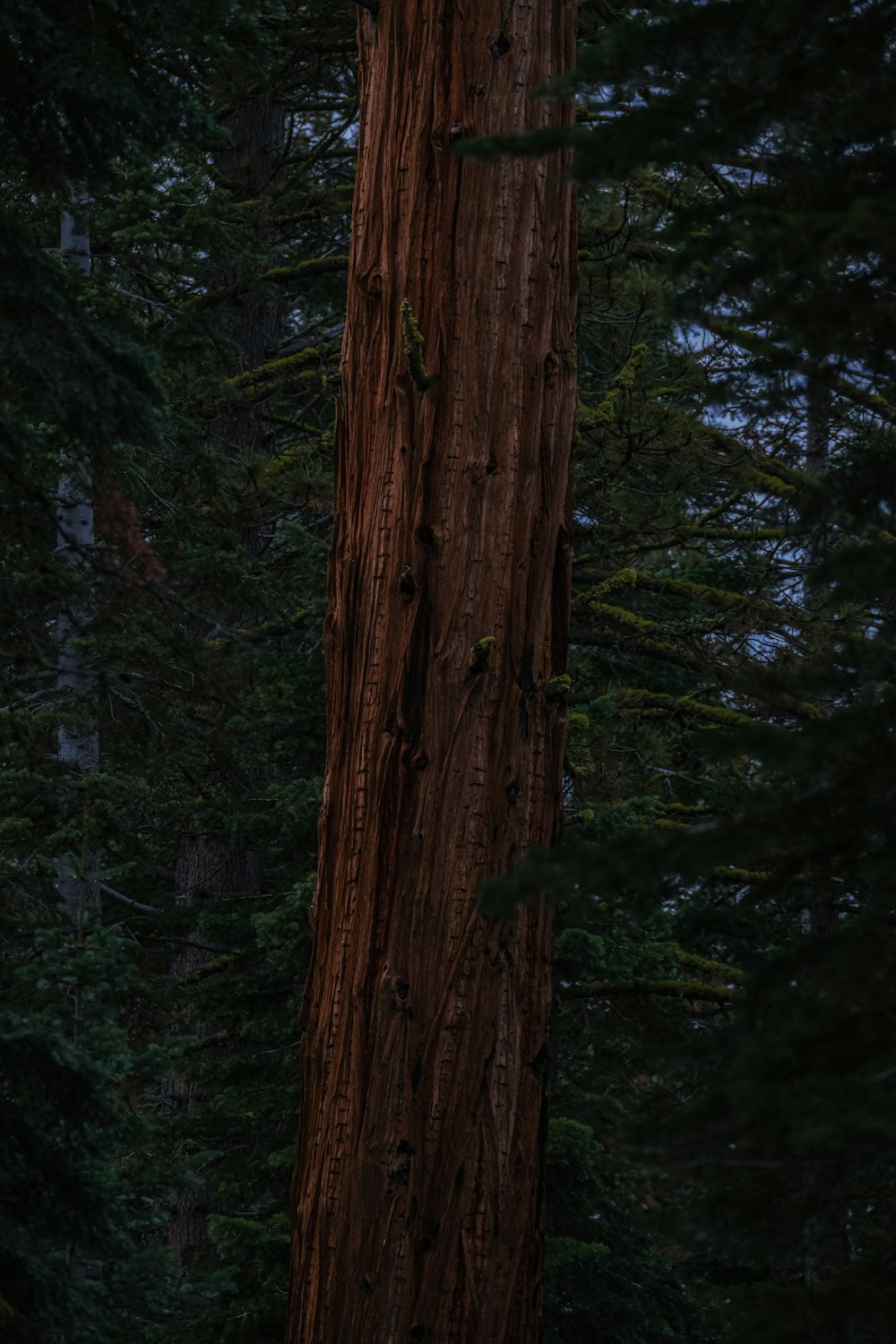 a large tree in the middle of a forest