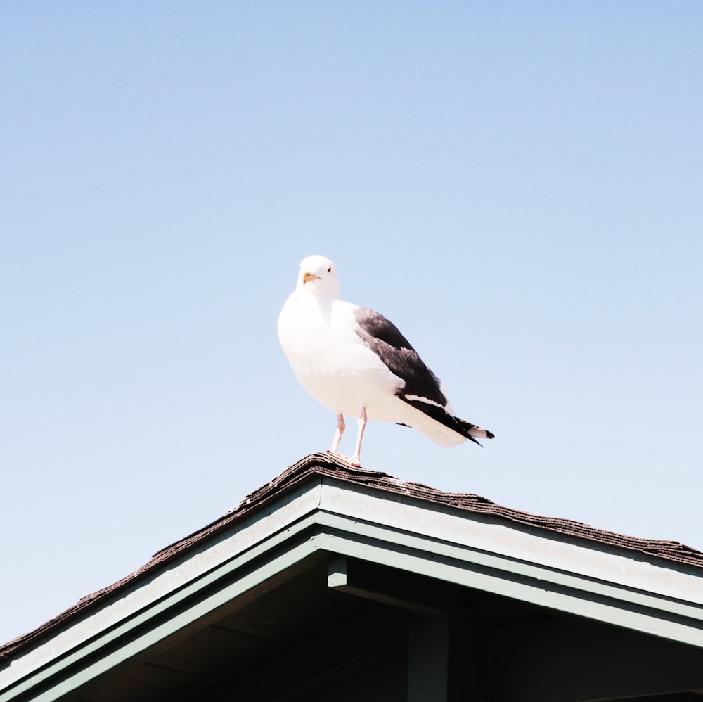 a seagull sitting on top of a roof