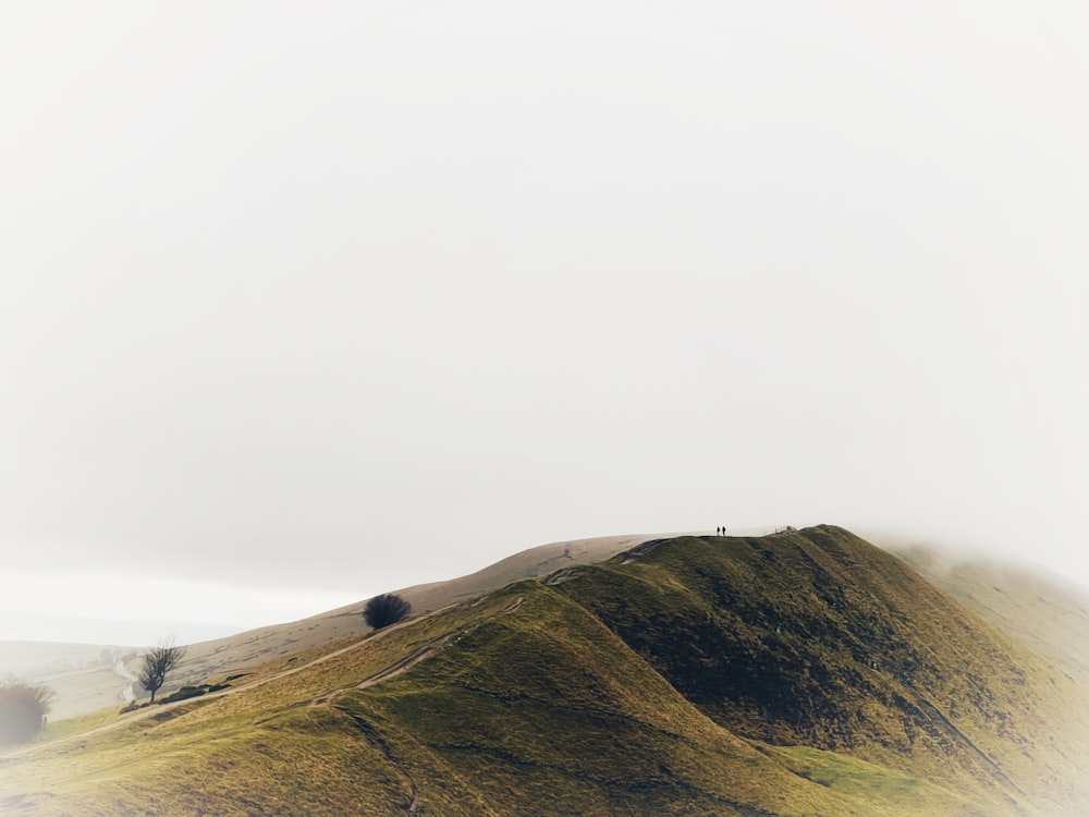 a lone tree on top of a grassy hill