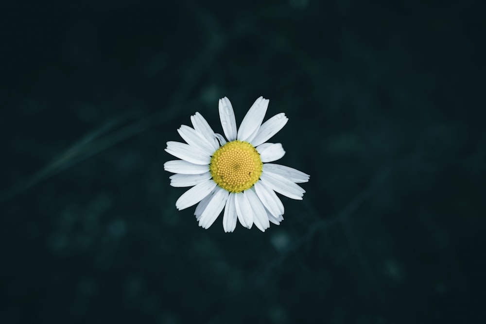 a white flower with a yellow center floating on water