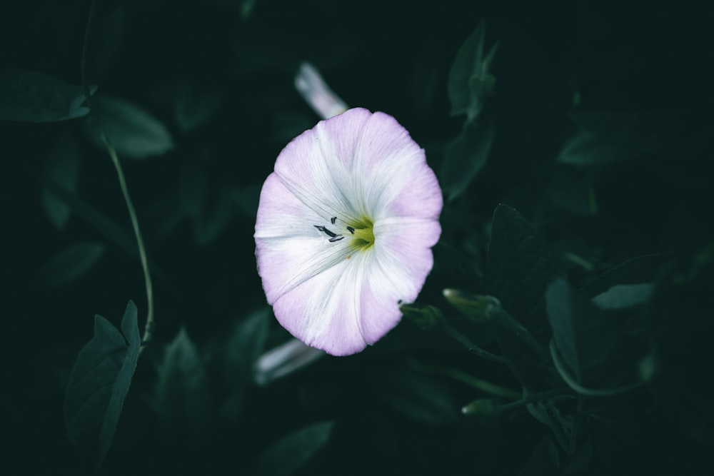 a white flower with a green center surrounded by leaves