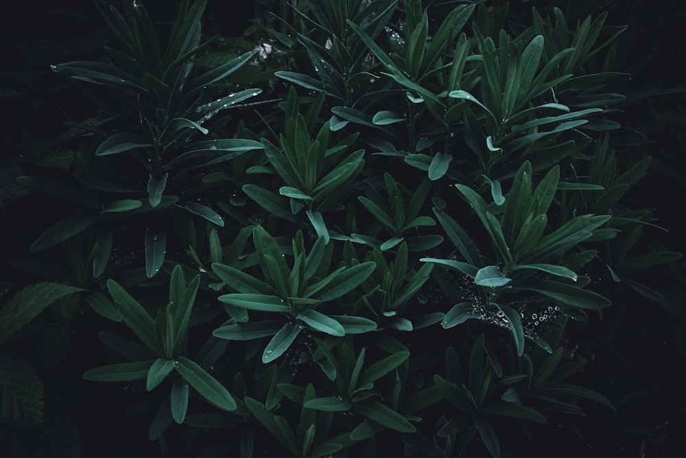 a bush with green leaves in the dark