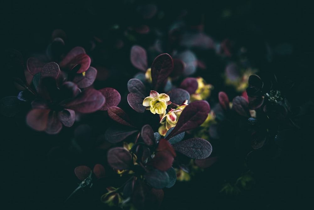 a bunch of flowers that are in the dark