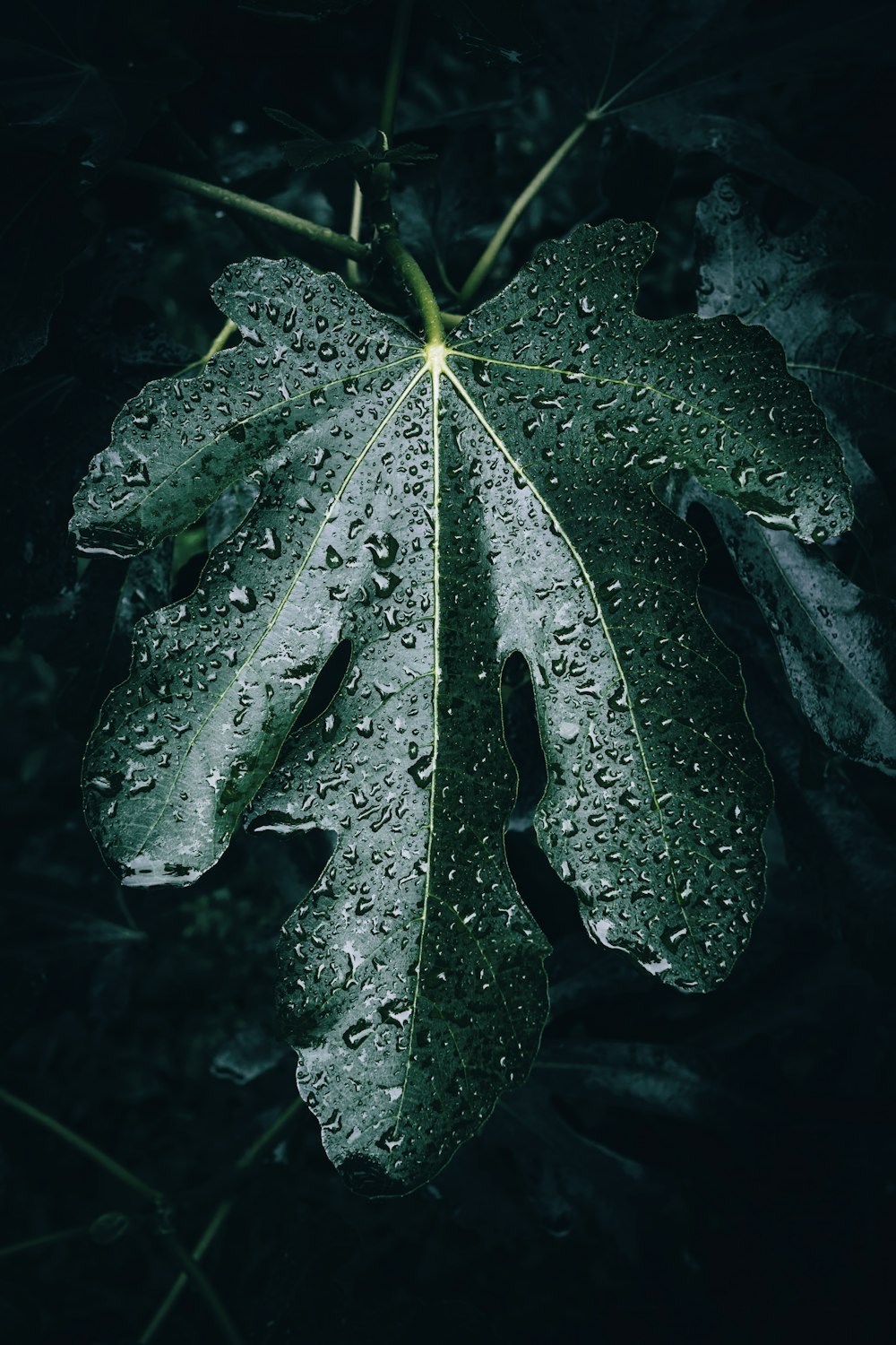 a green leaf with water droplets on it