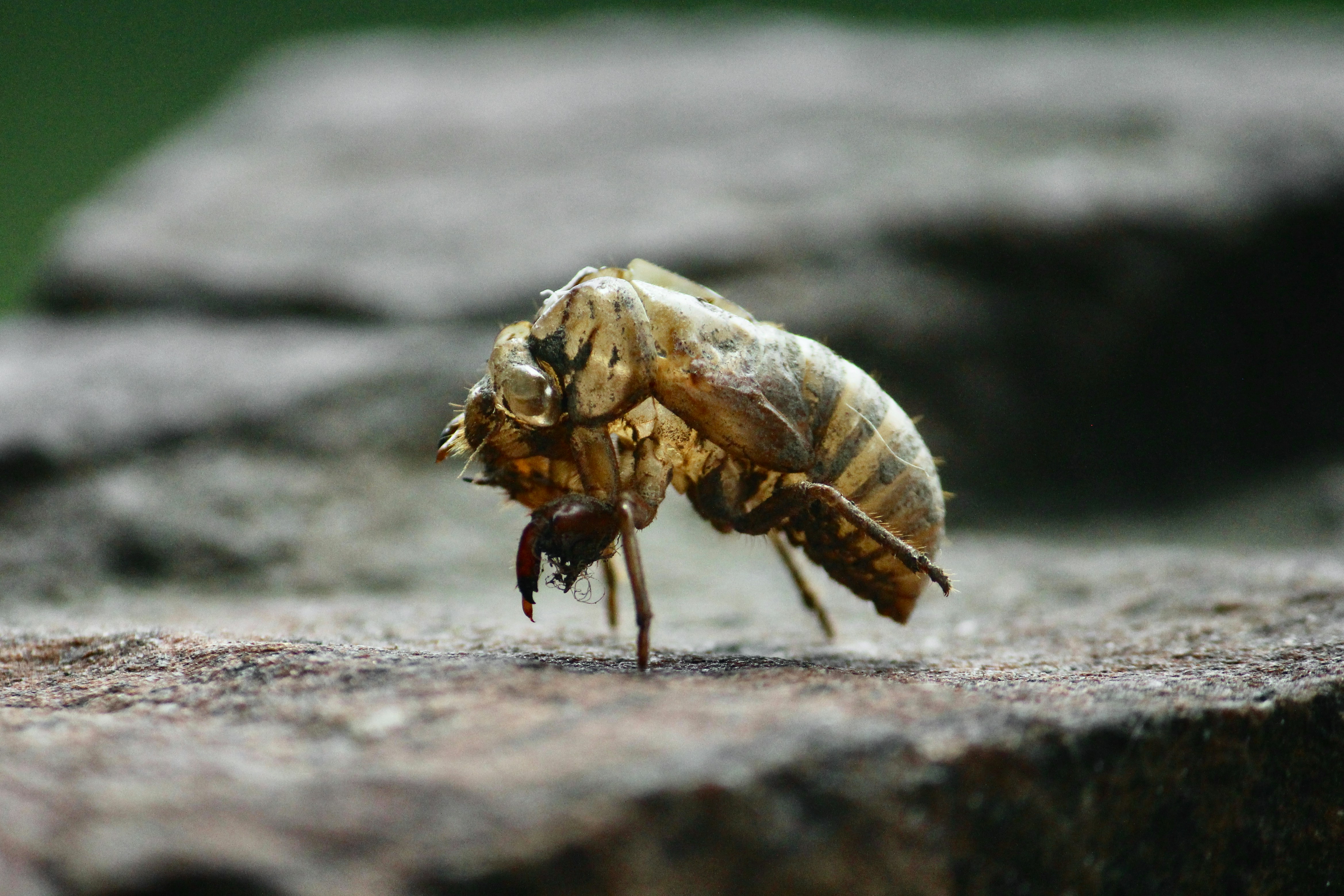 a close up of a bug on a rock