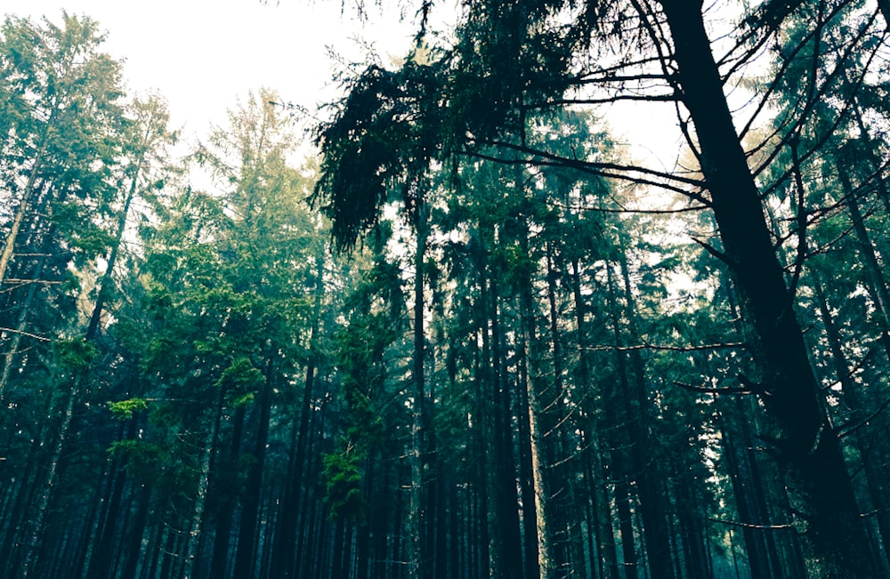 a forest filled with lots of tall trees