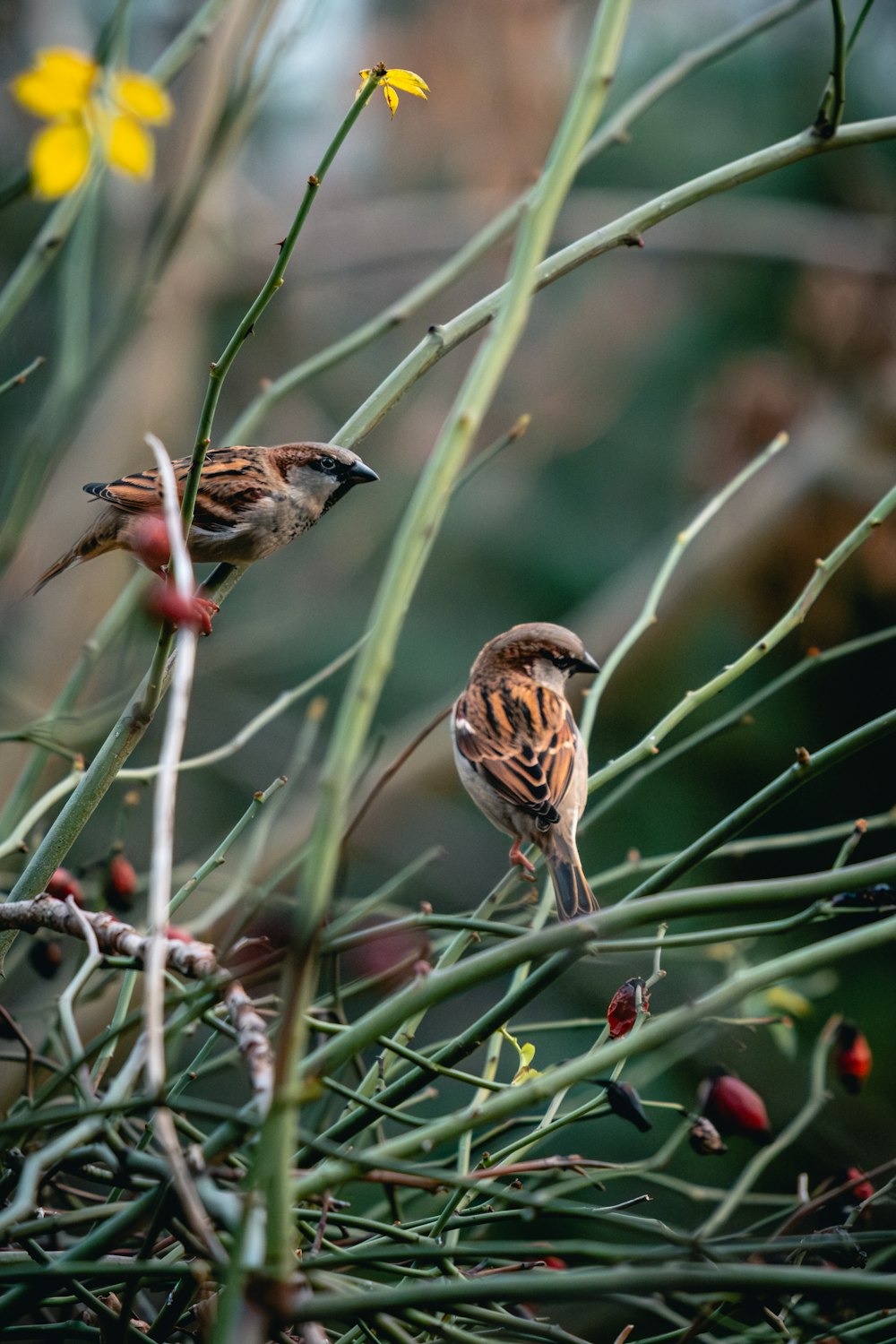 a couple of birds sitting on top of a tree