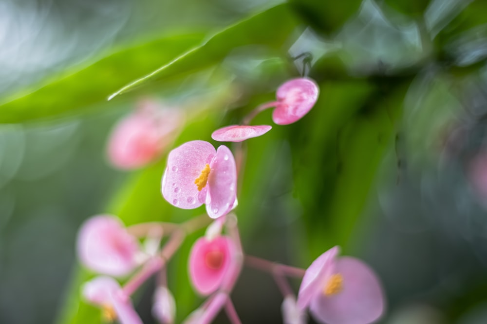 a close up of pink flowers on a green plant