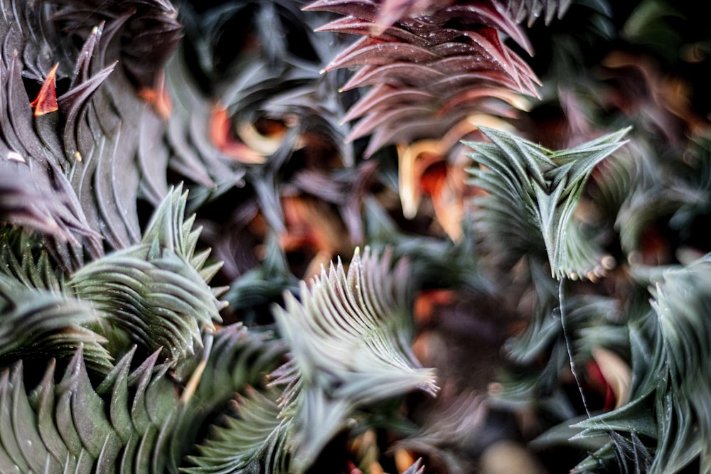 a close up of a bunch of leaves