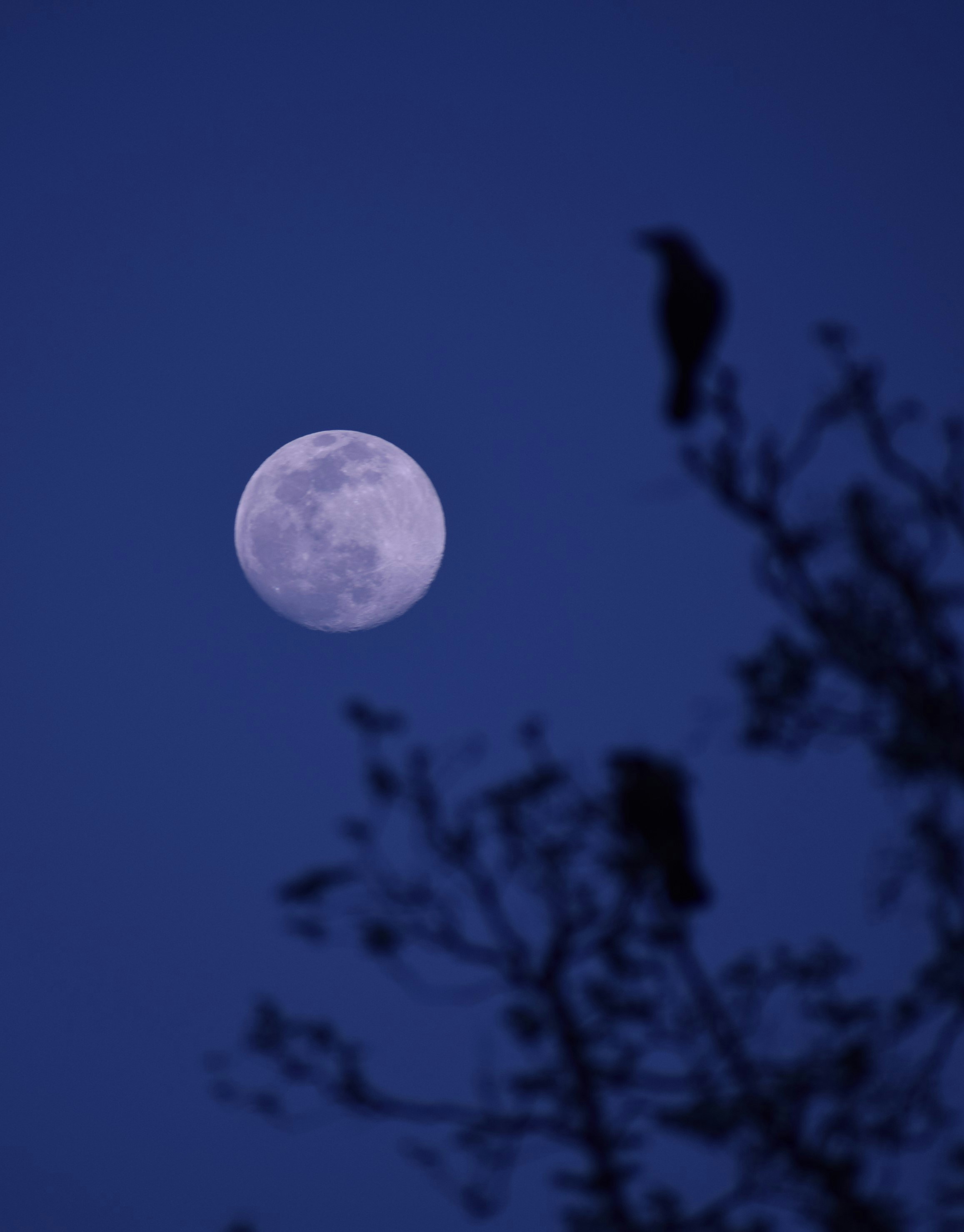 a full moon is seen through the branches of a tree