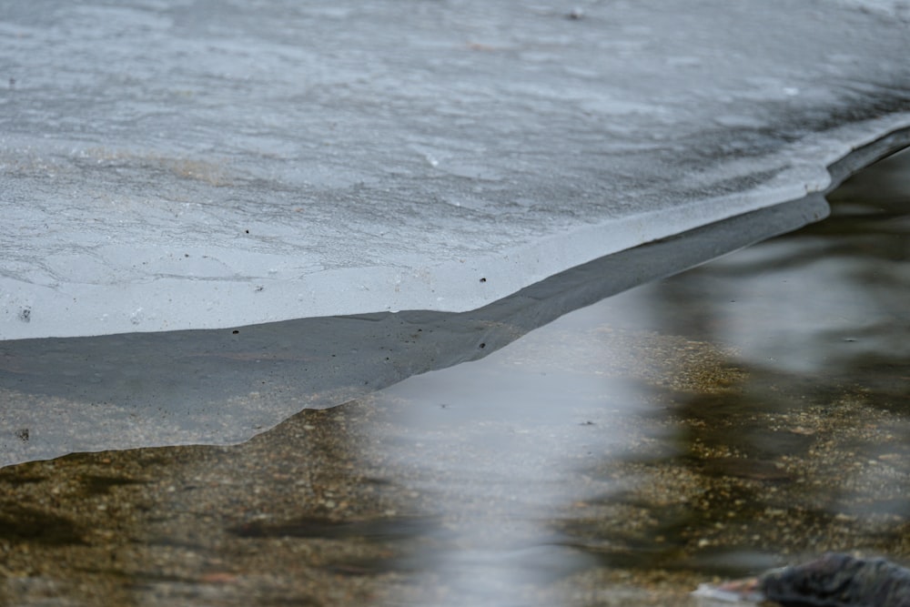 a bird is standing on the edge of the ice