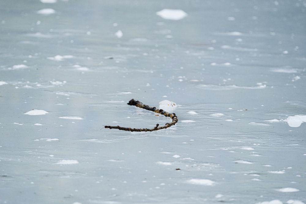 a branch sticking out of the ice in the water