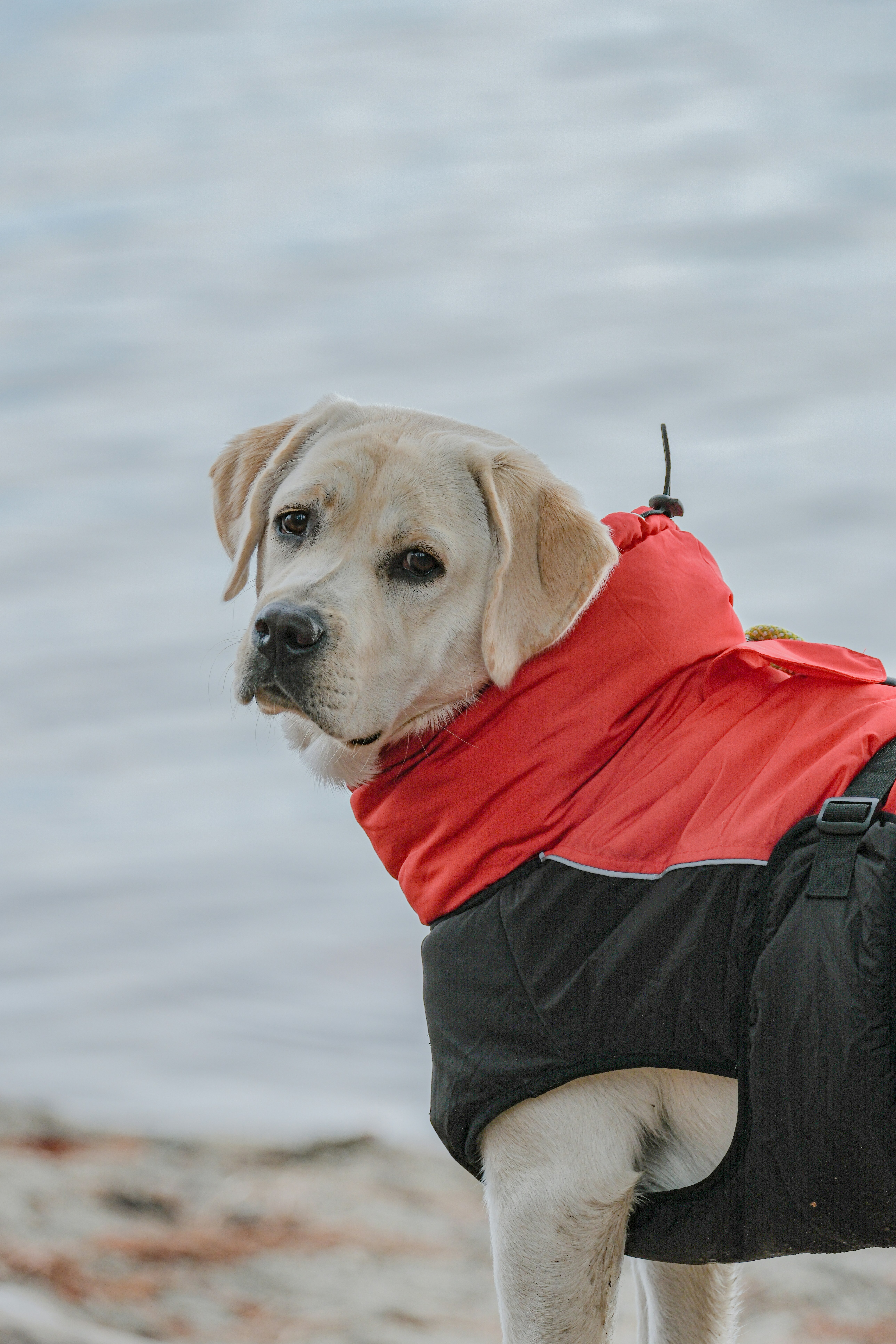 Dog in a UV-protective hat and cooling vest
