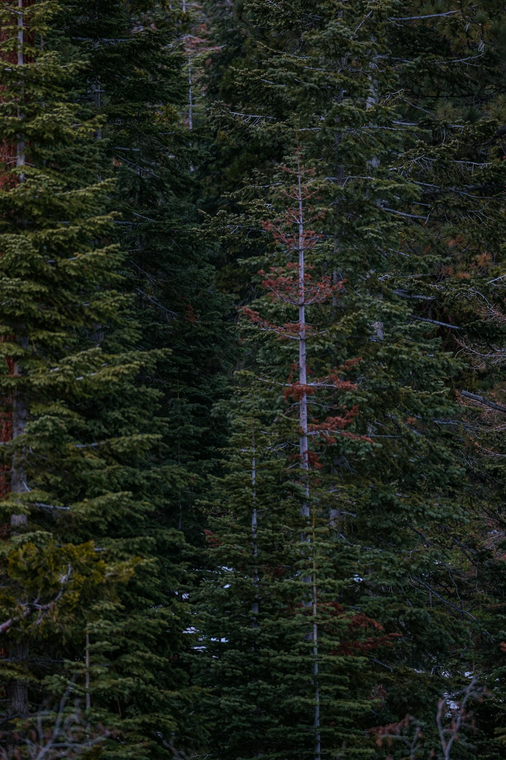 a forest filled with lots of tall green trees