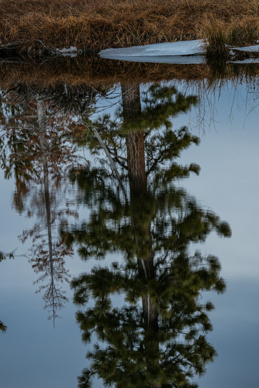 a reflection of a tree in a body of water