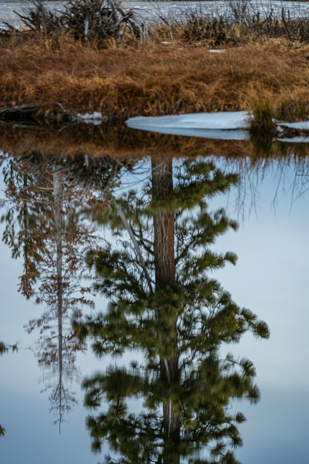 a reflection of a tree in a body of water