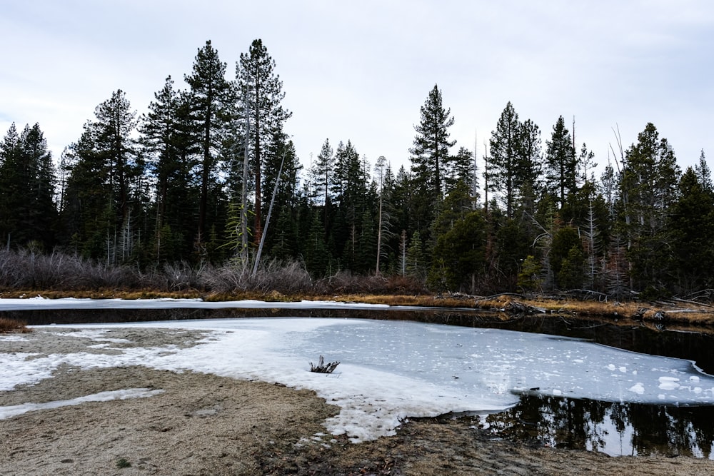 a frozen pond surrounded by trees and snow