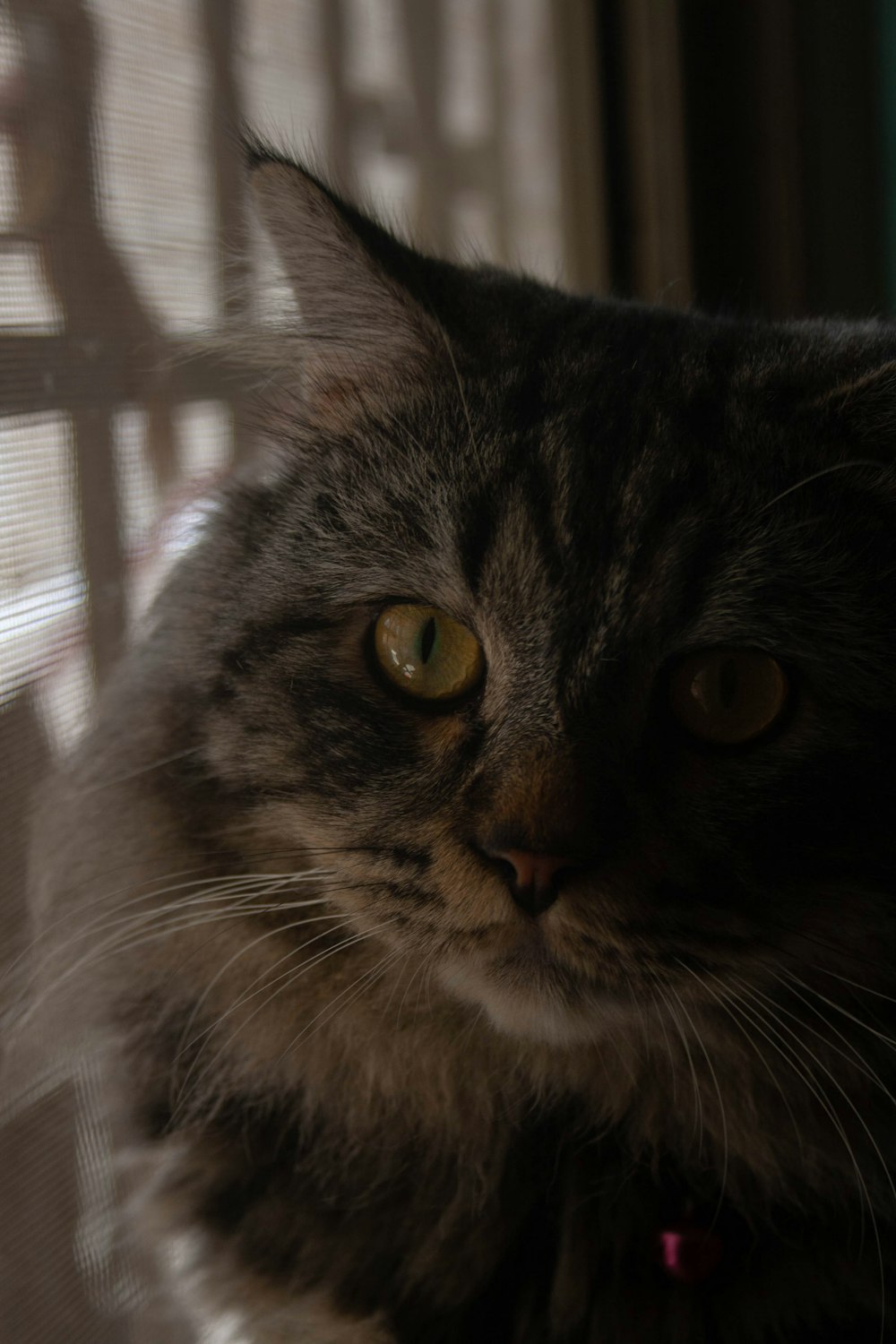un primo piano di un gatto vicino a una finestra
