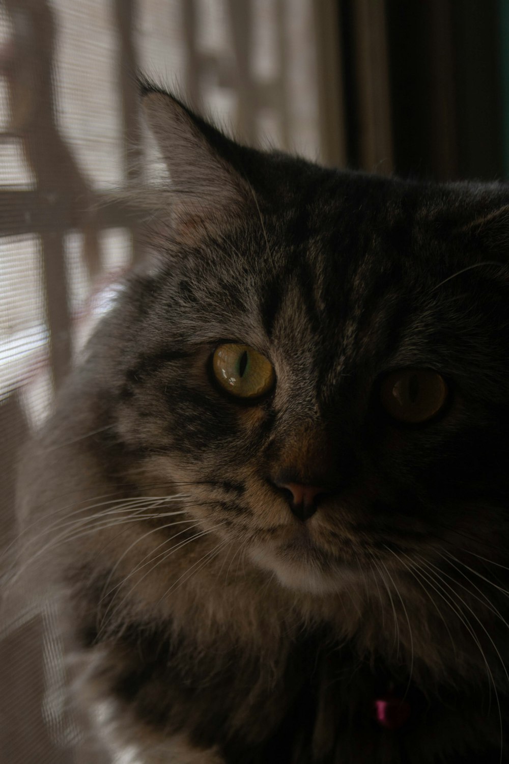 a close up of a cat near a window