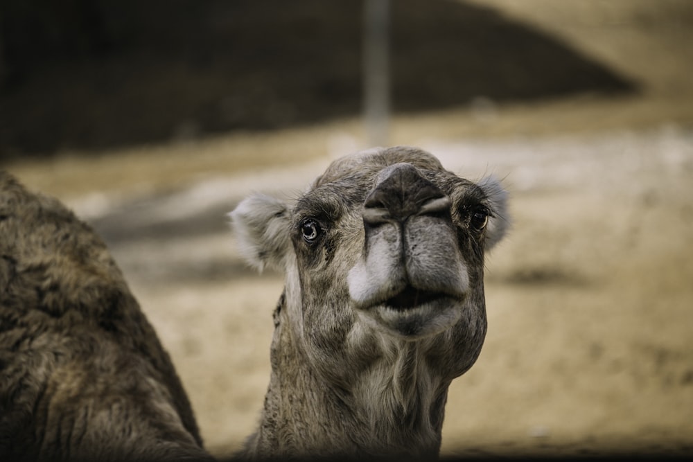 a close up of a camel's face with a blurry background