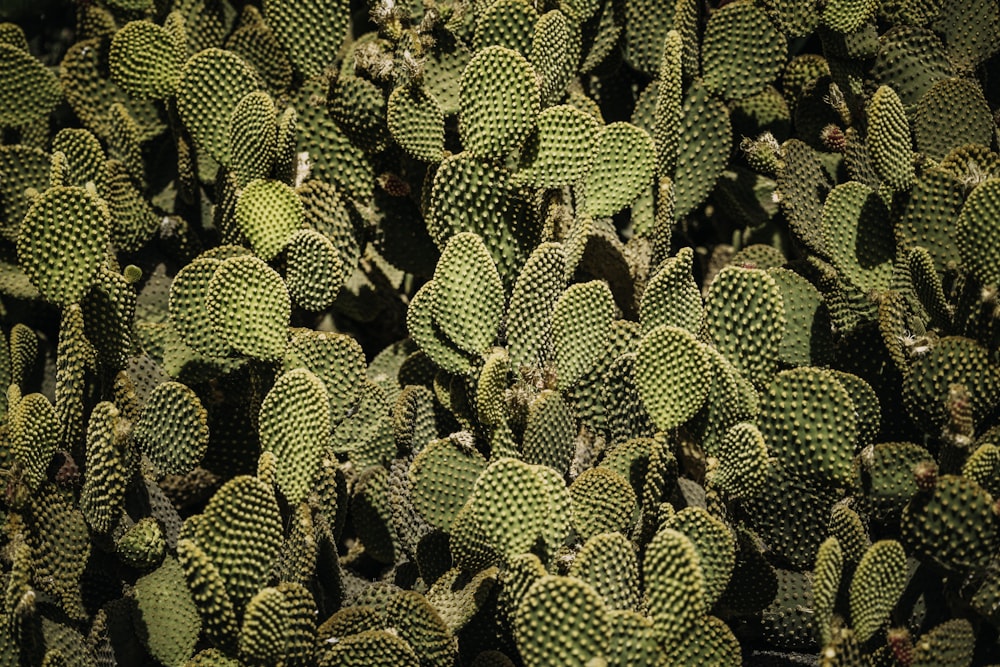 a large group of green cactus plants