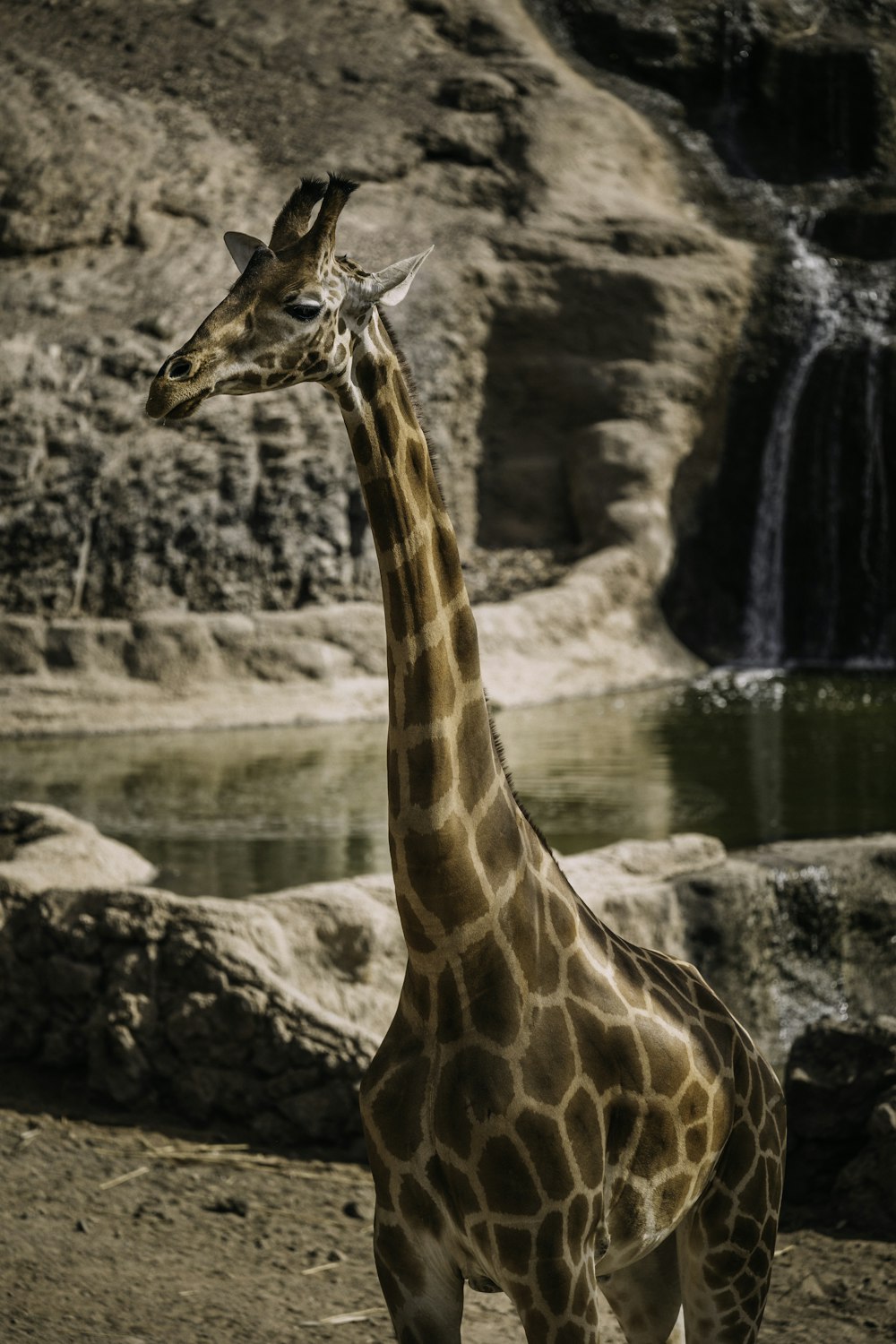 a giraffe standing in front of a waterfall