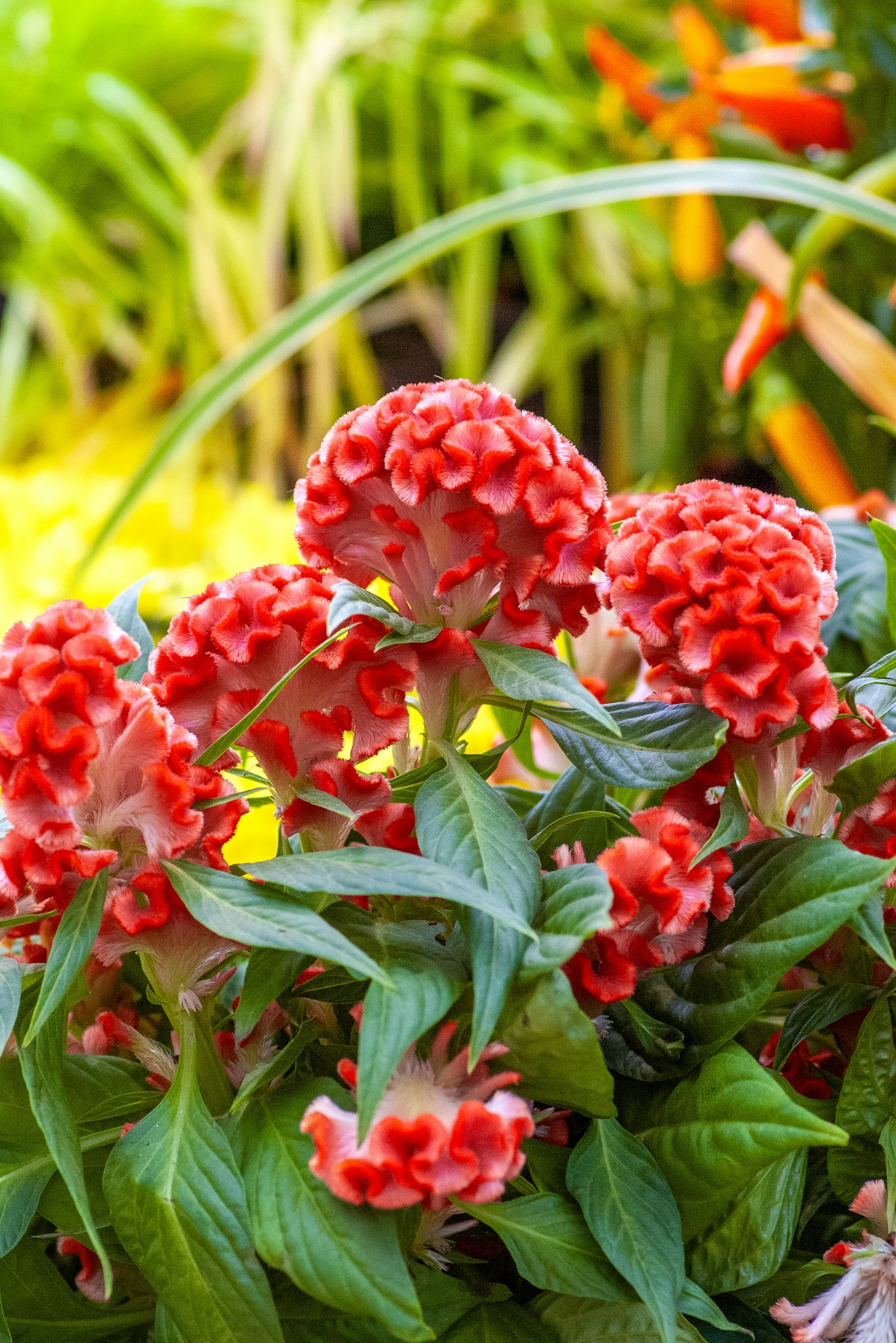 un ramo de flores rojas en un jardín