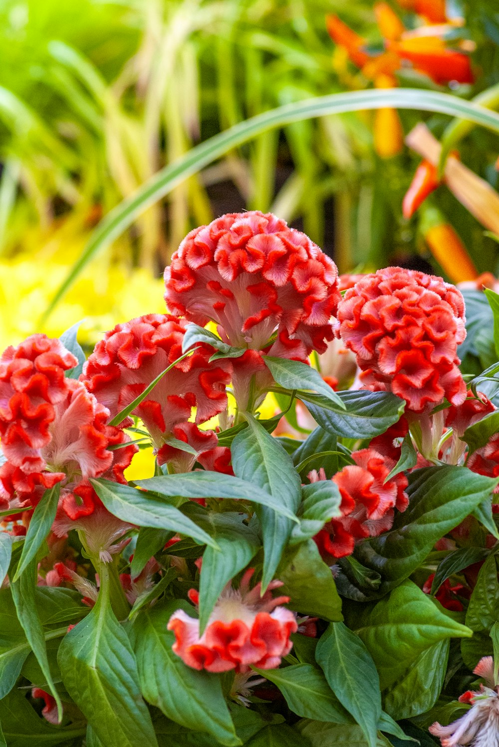 a bunch of red flowers in a garden