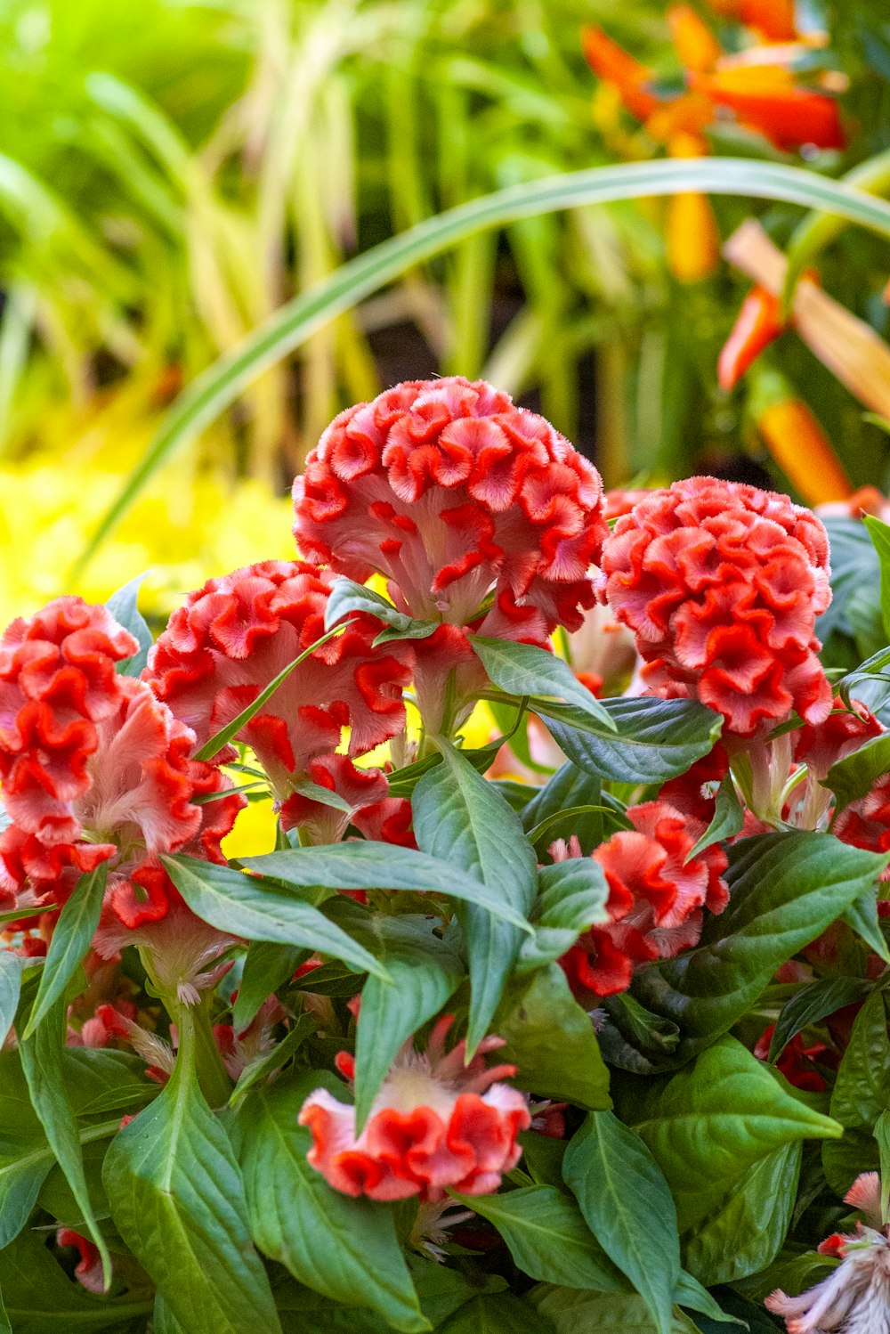 un bouquet de fleurs rouges dans un jardin