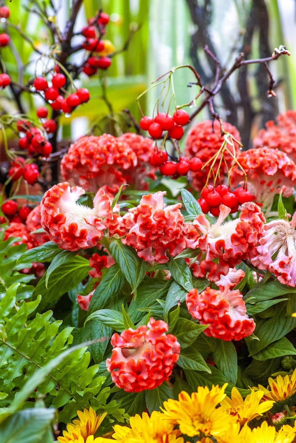 un bouquet de fleurs rouges et jaunes dans un jardin